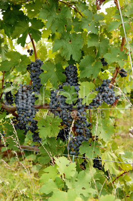 Ripe grapes in a wine yard in Canada.