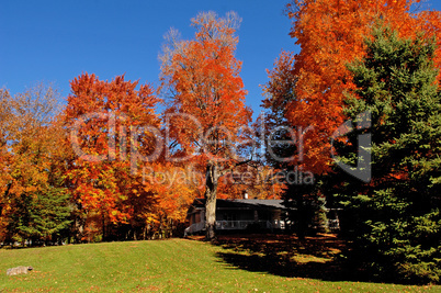 Beautiful colored trees in autumn.