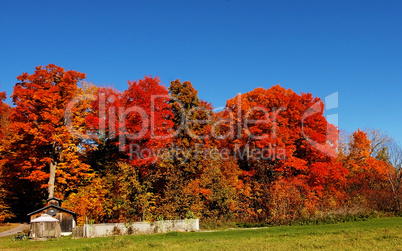 Gorgeous autumn trees.