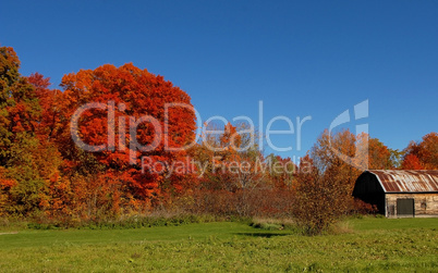 Gorgeous autumn trees under blue sky.