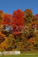 Gorgeous colorful autumn trees.