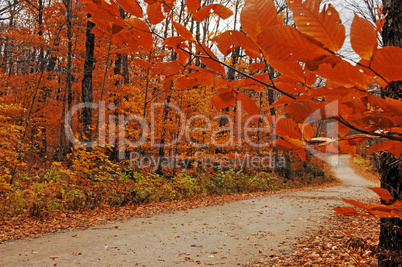 Beautiful scenery in the forest.