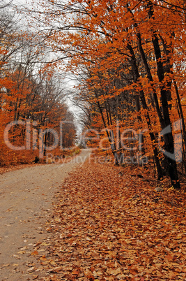 Small street scenery in the forest.