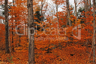 Image of forest in the fall.