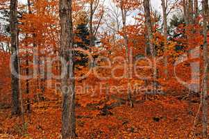 Image of forest in the fall.