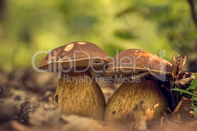 Porcini fungi on the litter (Boletus edulis)