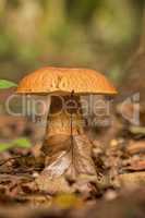 Porcini fungi on the litter (Boletus edulis)