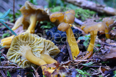Yellow foot mushrooms in natural habitat