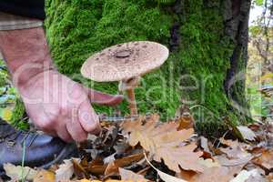 Parasol mushroom picking