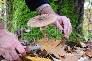 Parasol mushroom, photo sesion in oak forest