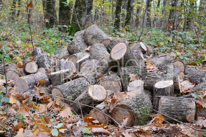 Pile of cut out firewood in autumn oak forest