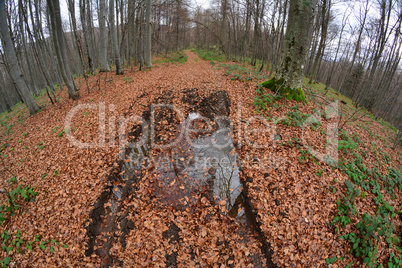 Forest path through late autumn beech forest