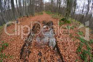 Forest path through late autumn beech forest