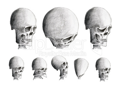 Hand drawing of the various human skulls