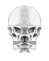 Abstract drawing of the skull