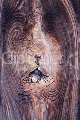 Bizarre knot in wood - wooden texture