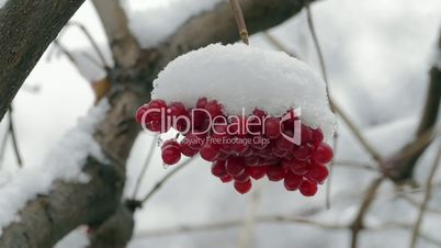 Bunch Of Red Viburnum Berries Covered With Snow Slowmotion