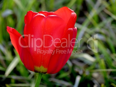 rote tulpe