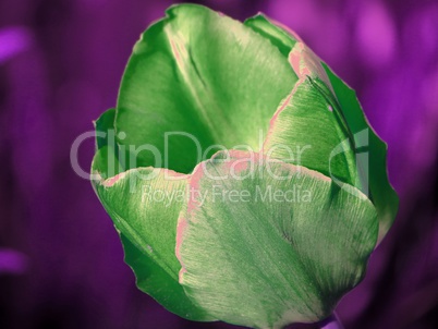 grüne Tulpe in falschen Farben