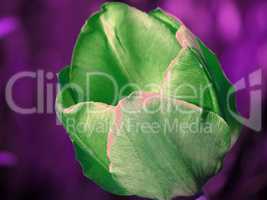 grüne Tulpe in falschen Farben
