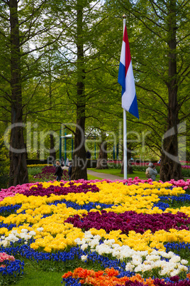 Colorful tulips in the Keukenhof garden, Holland