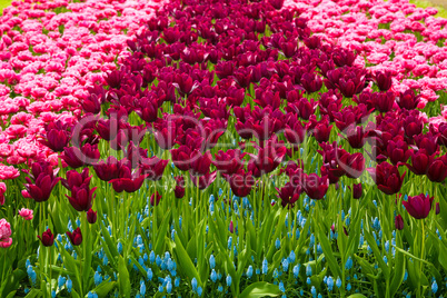 Glade of colorful fresh tulips in the Keukenhof
