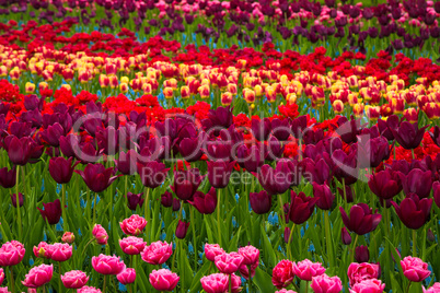 Glade of colorful fresh tulips in the Keukenhof