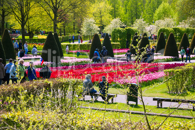 Colorful tulips in the Keukenhof garden, Holland