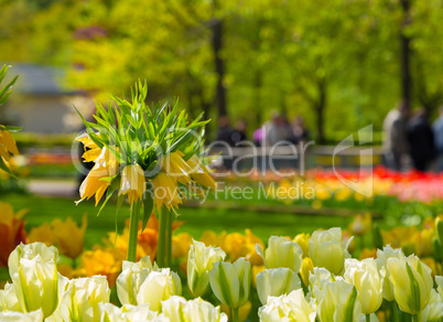 Crown imperial yellow flower in a bed of tulips