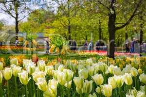 Crown imperial yellow flower in a bed of tulips