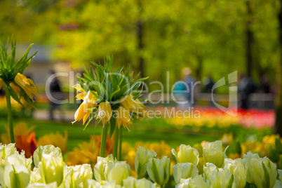Crown imperial yellow flower in a bed of tulips
