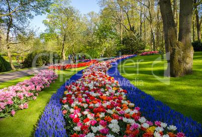 Colorful tulips in the Keukenhof garden, Holland