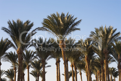 Palm trees beautiful tropical sunset at beach photo