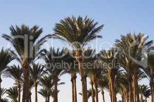 Palm trees beautiful tropical sunset at beach photo