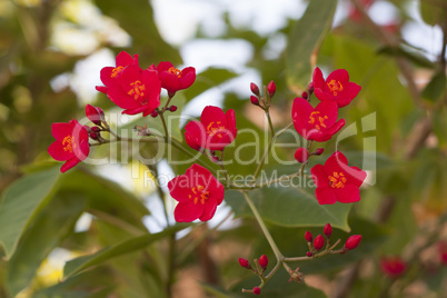 Beautiful Branch with red flowers photo