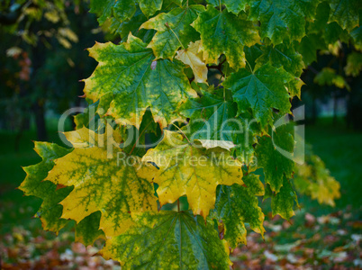 Branch of maple with yellow and green leaves after rain