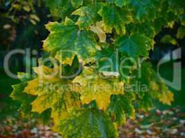 Branch of maple with yellow and green leaves after rain