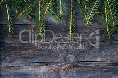 branches of spruce on a gray wooden background