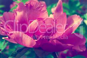 Blooming lilac peony vintage tinting