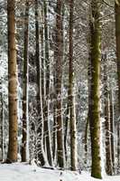 Winterwald