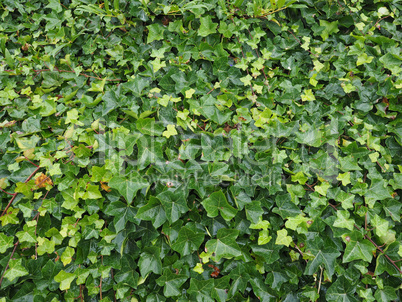 Ivy plant background