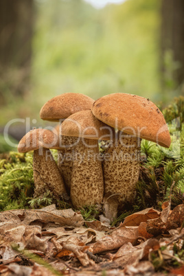 Three edible mushroom species,red-capped