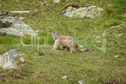 Nice marmot on the spanish mountain Pyrenees