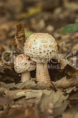 Edible Blusher fungi (Amanita rubescens)