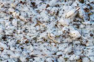 Cotton harvest from field .