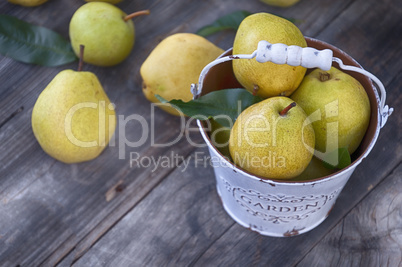 Ripe pears in a metal bucket white