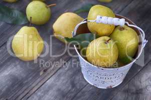 Ripe pears in a metal bucket white