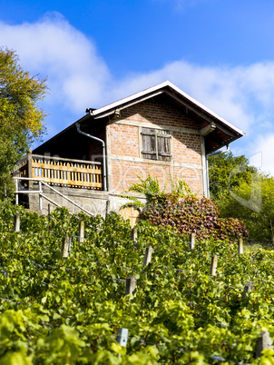 Vineyard with garden house