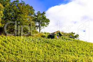 Vineyard with garden house