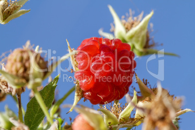 Ripe raspberries in orchard against the sky